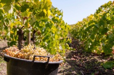 "European Union to open fully its market to Moldovan wines"